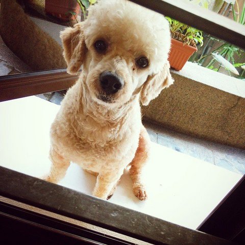 Oscar - Poodle Dog