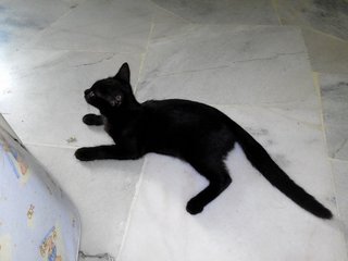 Blacky  - Domestic Short Hair Cat