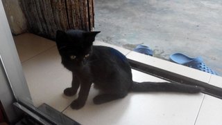 Blacky  - Domestic Short Hair Cat