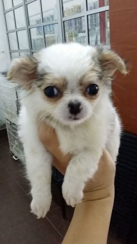 Tinysize Female Chihuahua Puppt C22 - Chihuahua Dog