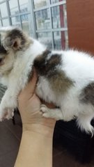 Tinysize Female Chihuahua Puppt C22 - Chihuahua Dog