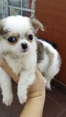 Tinysize Female Chihuahua Puppt C22 - Chihuahua Dog