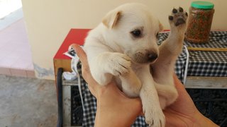 10 Pups - Mixed Breed Dog