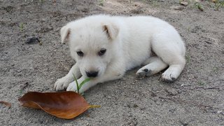 10 Pups - Mixed Breed Dog