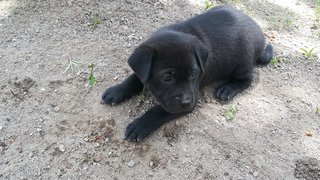 10 Pups - Mixed Breed Dog