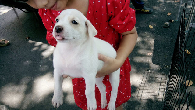 Pinky - Labrador Retriever Mix Dog