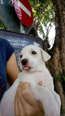 Pinky - Labrador Retriever Mix Dog