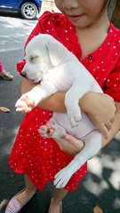 Pinky - Labrador Retriever Mix Dog