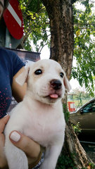 Pinky - Labrador Retriever Mix Dog