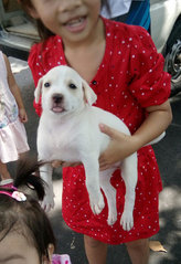 Pinky - Labrador Retriever Mix Dog