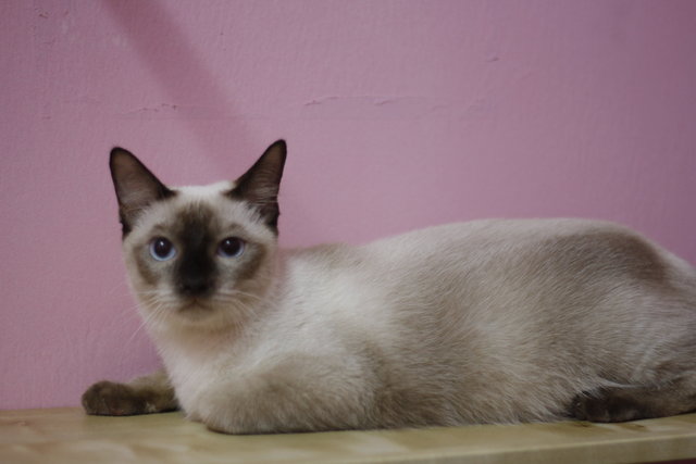 Berry - Siamese + Domestic Short Hair Cat