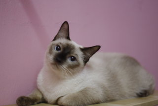 Berry - Siamese + Domestic Short Hair Cat