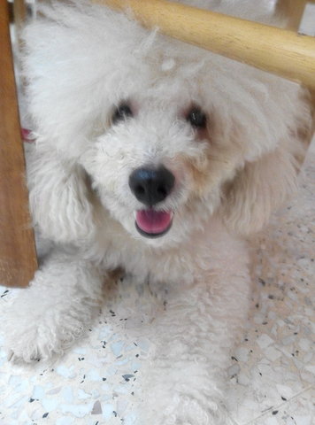 Sunny - Poodle Dog