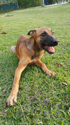 Girlgirl - Mixed Breed Dog