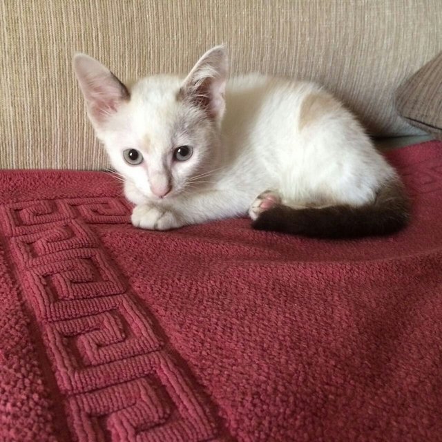 Car  - Domestic Medium Hair Cat