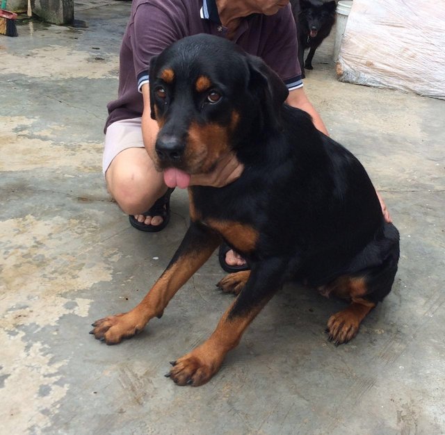 Appe - Rottweiler Dog