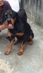 Appe - Rottweiler Dog