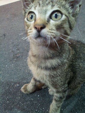 Grey Tabby P-power Male  - Domestic Short Hair Cat