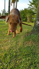 Biangpang - Mixed Breed Dog