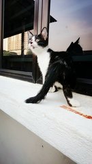 Black &amp; White Cutie - Domestic Medium Hair Cat