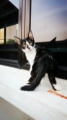 Black &amp; White Cutie - Domestic Medium Hair Cat