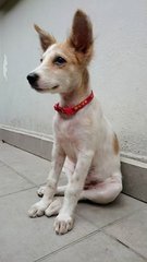 Girlgirl - Mixed Breed Dog