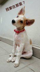 Girlgirl - Mixed Breed Dog