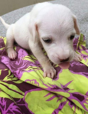 Male Puppy Is Looking For A Home~  - Mixed Breed Dog