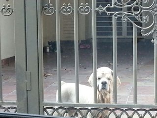 latest photo after he did hair grooming. taken on a week ago