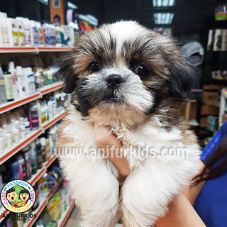 Adorable Male Shih Tzu Puppy - Shih Tzu Dog