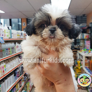 Adorable Male Shih Tzu Puppy - Shih Tzu Dog