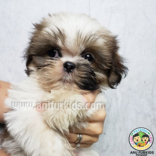 Adorable Male Shih Tzu Puppy - Shih Tzu Dog