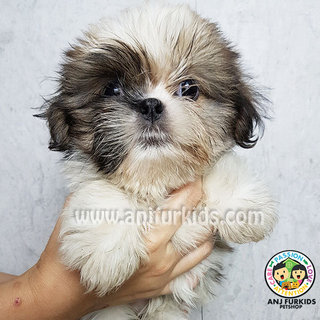 Adorable Male Shih Tzu Puppy - Shih Tzu Dog