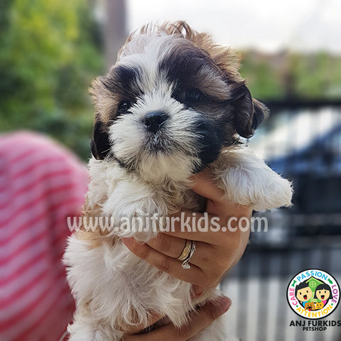 Adorable Male Shih Tzu Puppy - Shih Tzu Dog