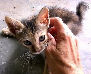 Charity - Domestic Short Hair + Tabby Cat