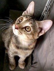 Charity - Domestic Short Hair + Tabby Cat