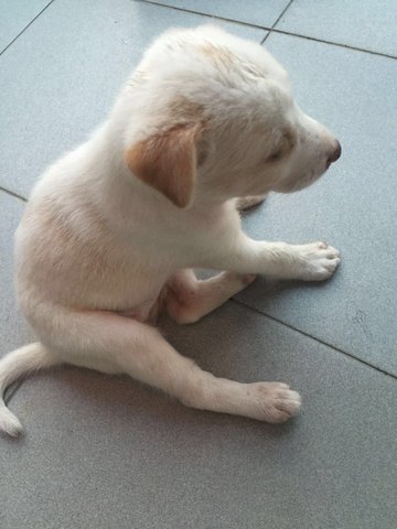 Xiaobai - Mixed Breed Dog