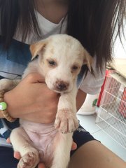 Xiaobai - Mixed Breed Dog