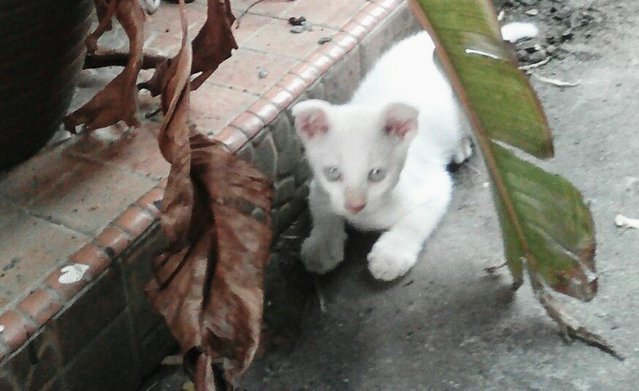 White Kittens, Eeny, Meeny ,mino,mo - Domestic Short Hair Cat