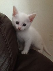 White Kittens, Eeny, Meeny ,mino,mo - Domestic Short Hair Cat