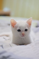 White Kittens, Eeny, Meeny ,mino,mo - Domestic Short Hair Cat