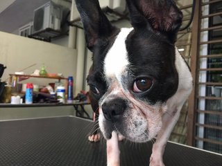 Miu Miu - Boston Terrier Dog