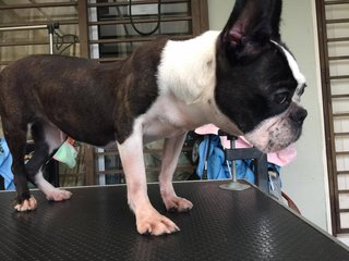 Miu Miu - Boston Terrier Dog