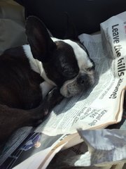 Miu Miu - Boston Terrier Dog