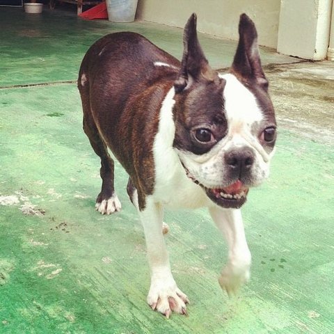 Miu Miu - Boston Terrier Dog