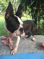 Miu Miu - Boston Terrier Dog