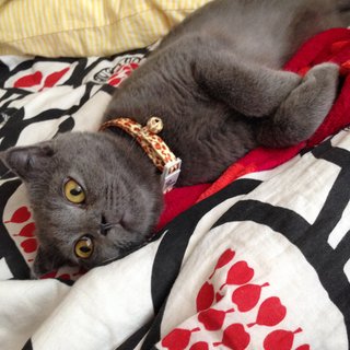 Aboo - British Shorthair + Scottish Fold Cat