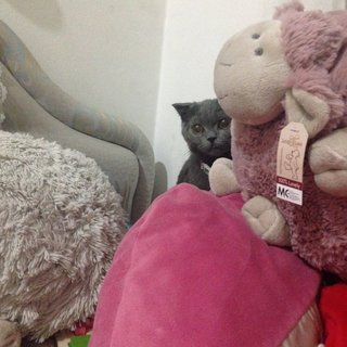 Aboo - British Shorthair + Scottish Fold Cat