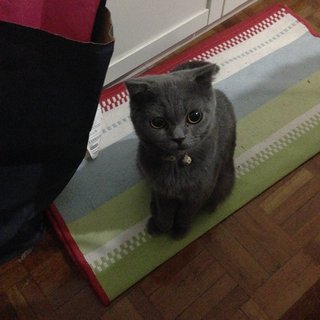 Aboo - British Shorthair + Scottish Fold Cat