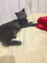 Aboo - British Shorthair + Scottish Fold Cat